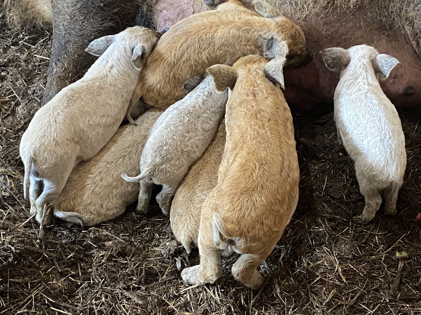 Чехов, ферма, поросята, свиньи, экономика