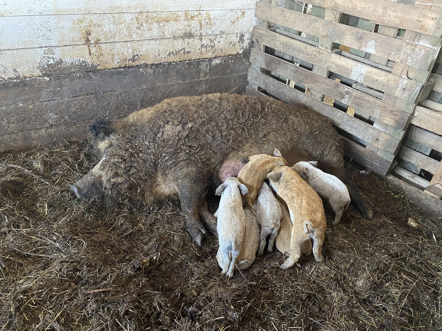 Чехов, ферма, поросята, свиньи, экономика