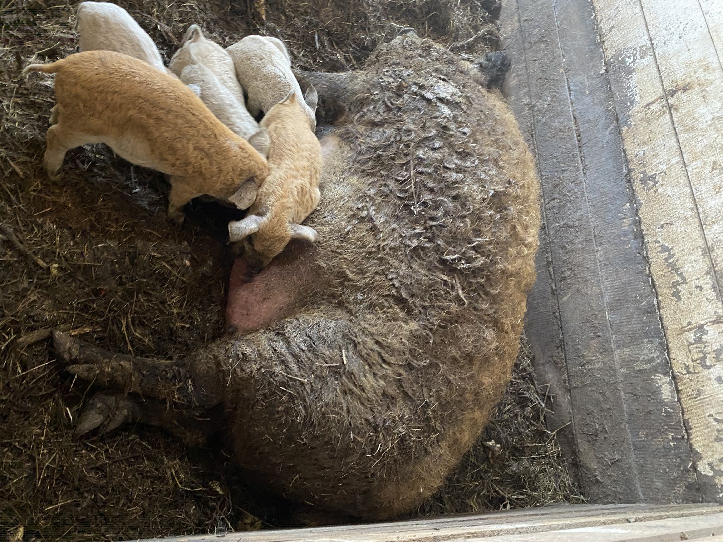 Чехов, ферма, поросята, свиньи, экономика