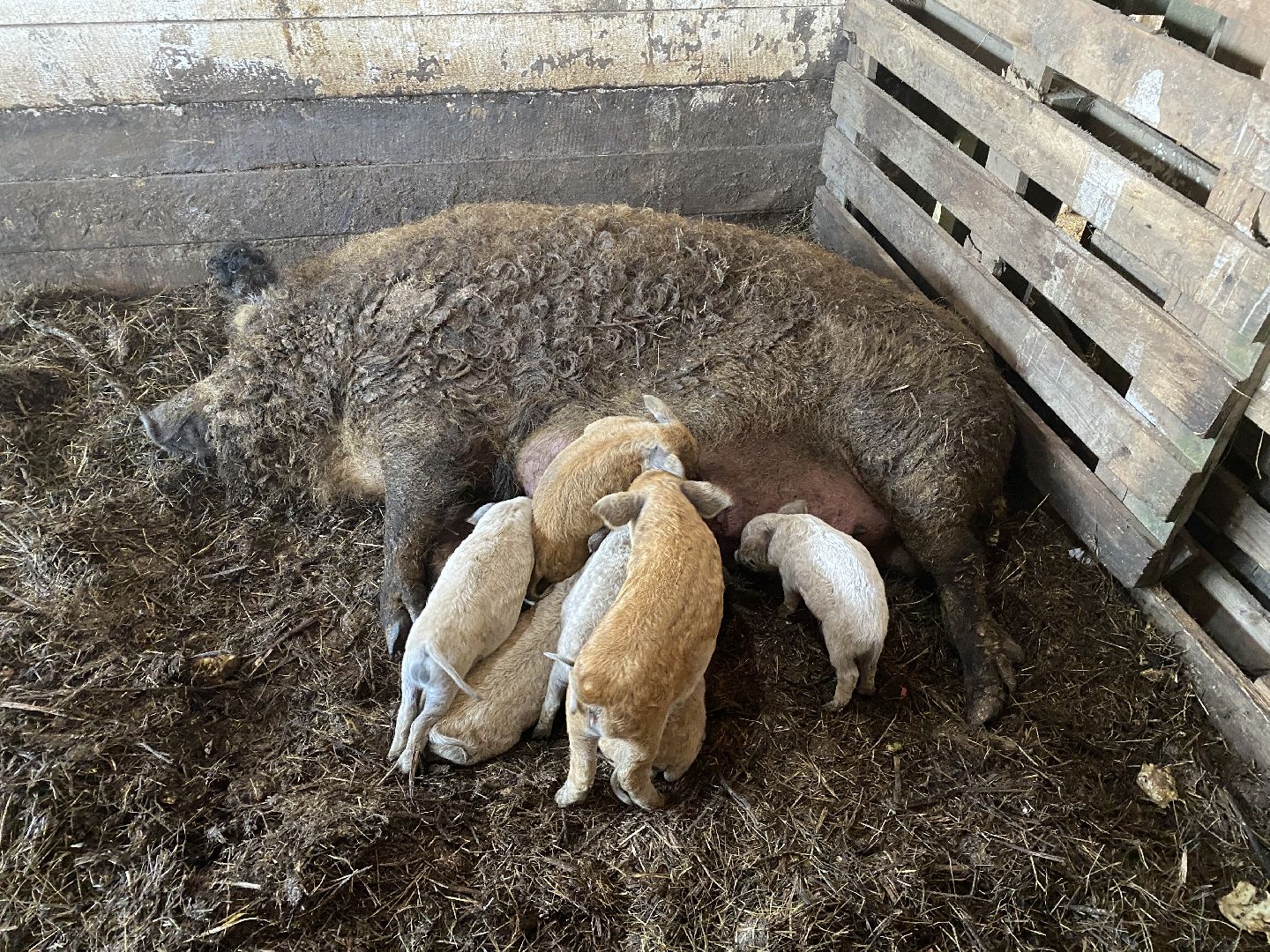 Чехов, ферма, поросята, свиньи, экономика