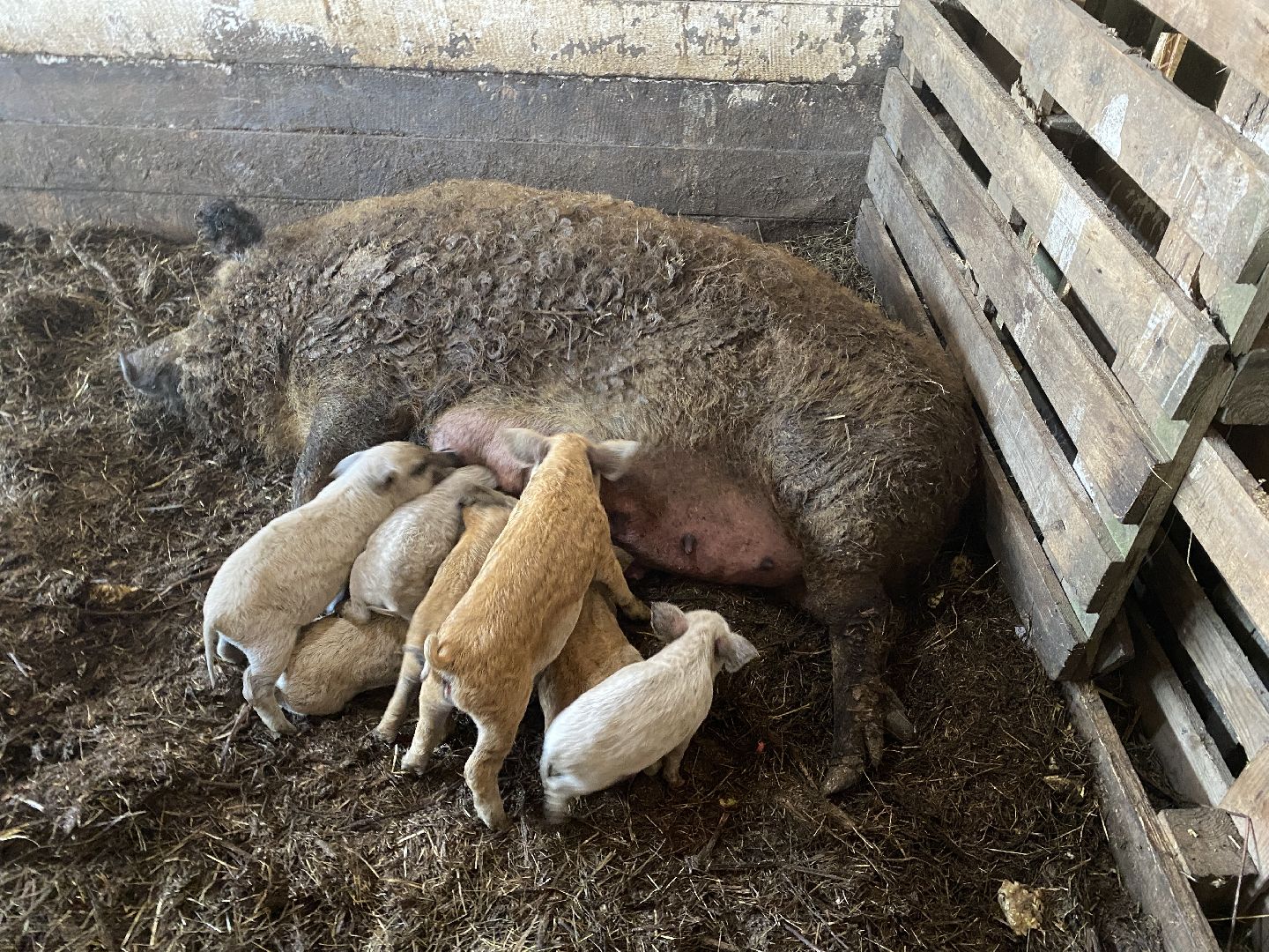 Чехов, ферма, поросята, свиньи, экономика