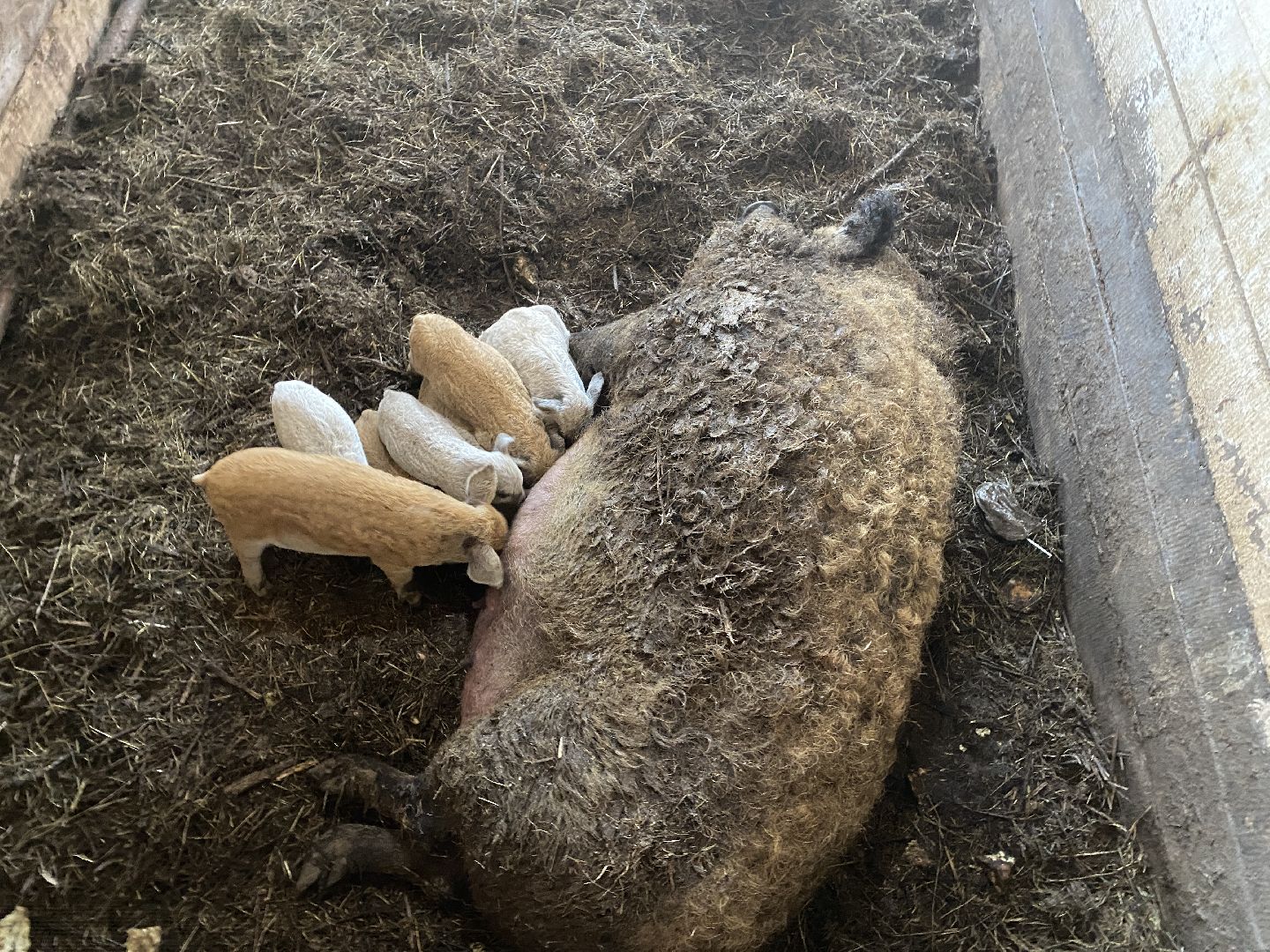 Чехов, ферма, поросята, свиньи, экономика