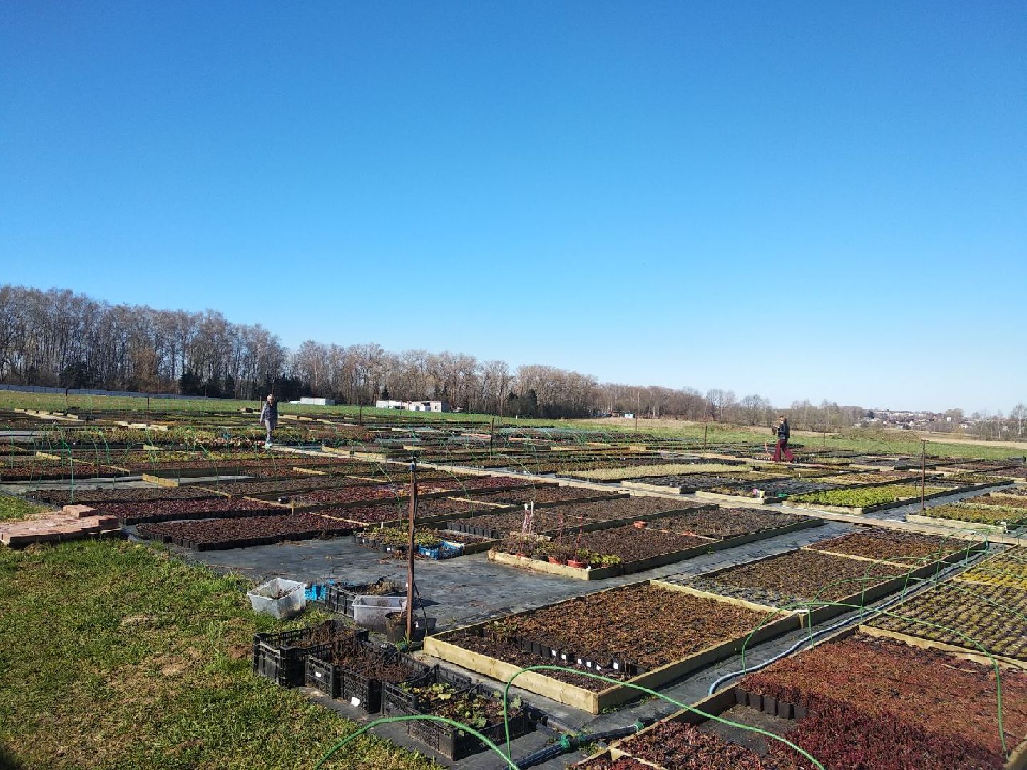 Дмитров, Питомник Фирсовых, Минсельхоз МО