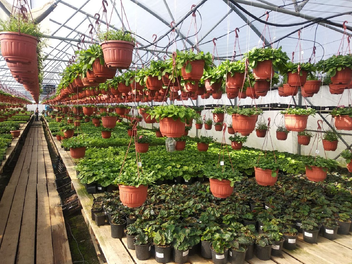 Дмитров, Питомник Фирсовых, Минсельхоз МО