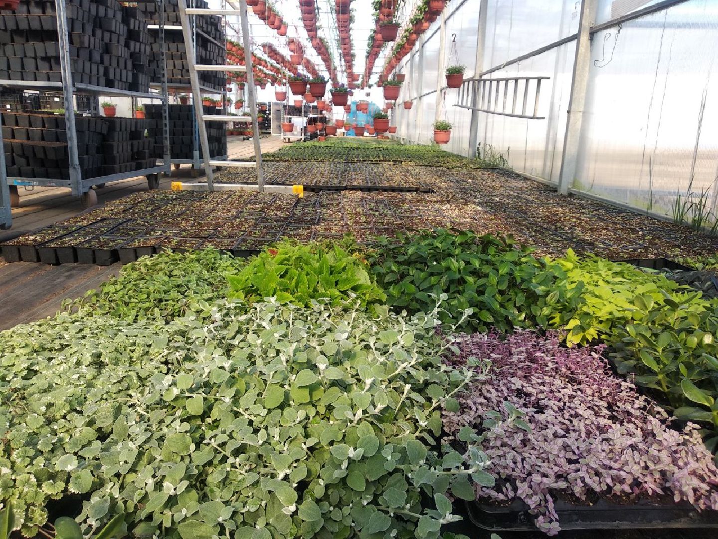 Дмитров, Питомник Фирсовых, Минсельхоз МО