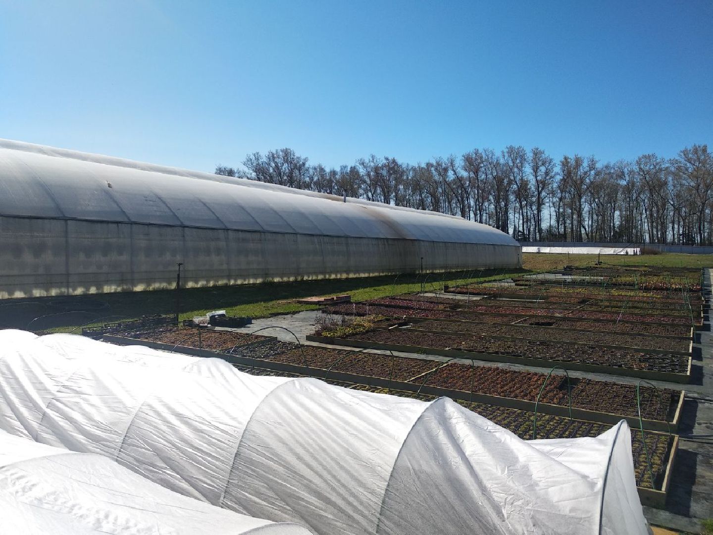 Дмитров, Питомник Фирсовых, Минсельхоз МО