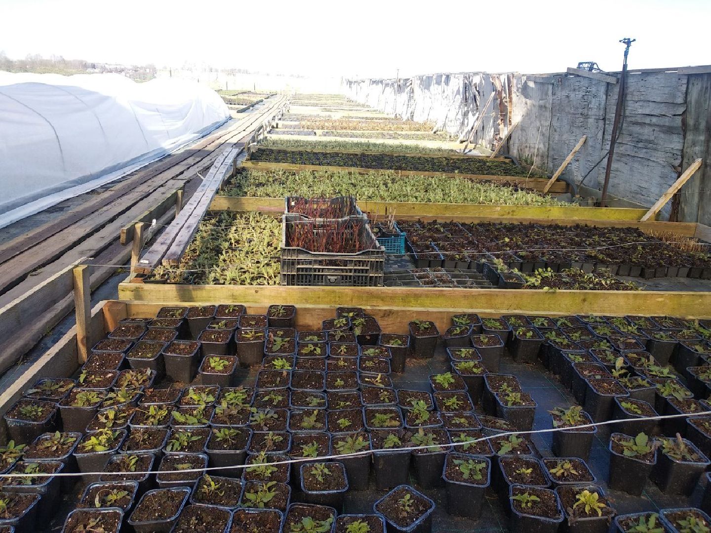 Дмитров, Питомник Фирсовых, Минсельхоз МО