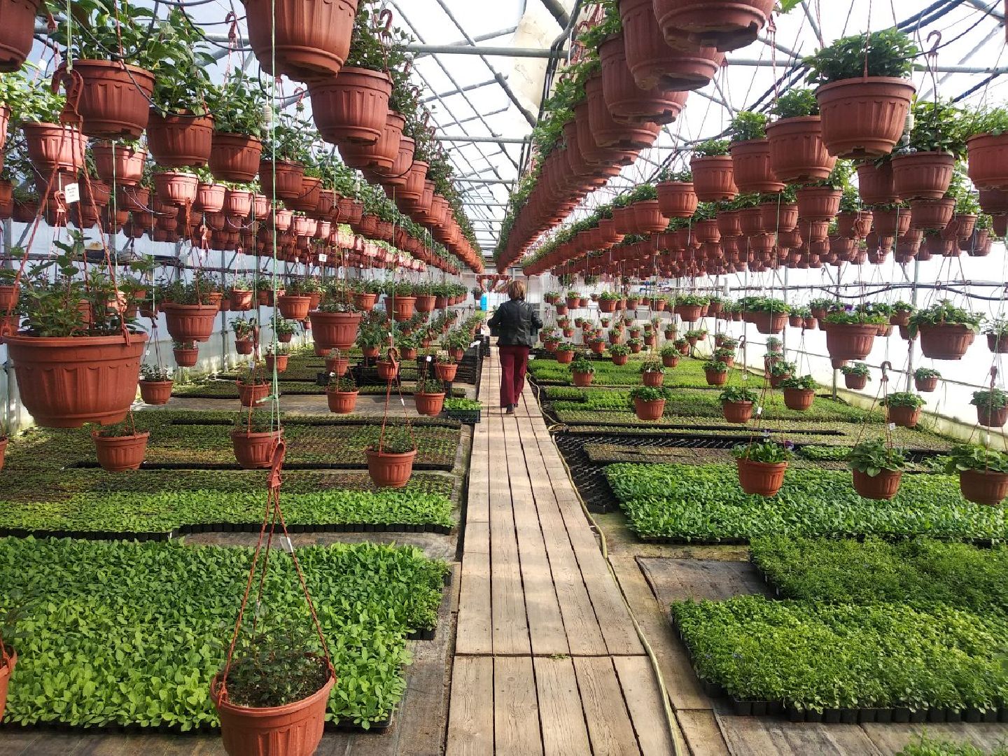 Дмитров, Питомник Фирсовых, Минсельхоз МО