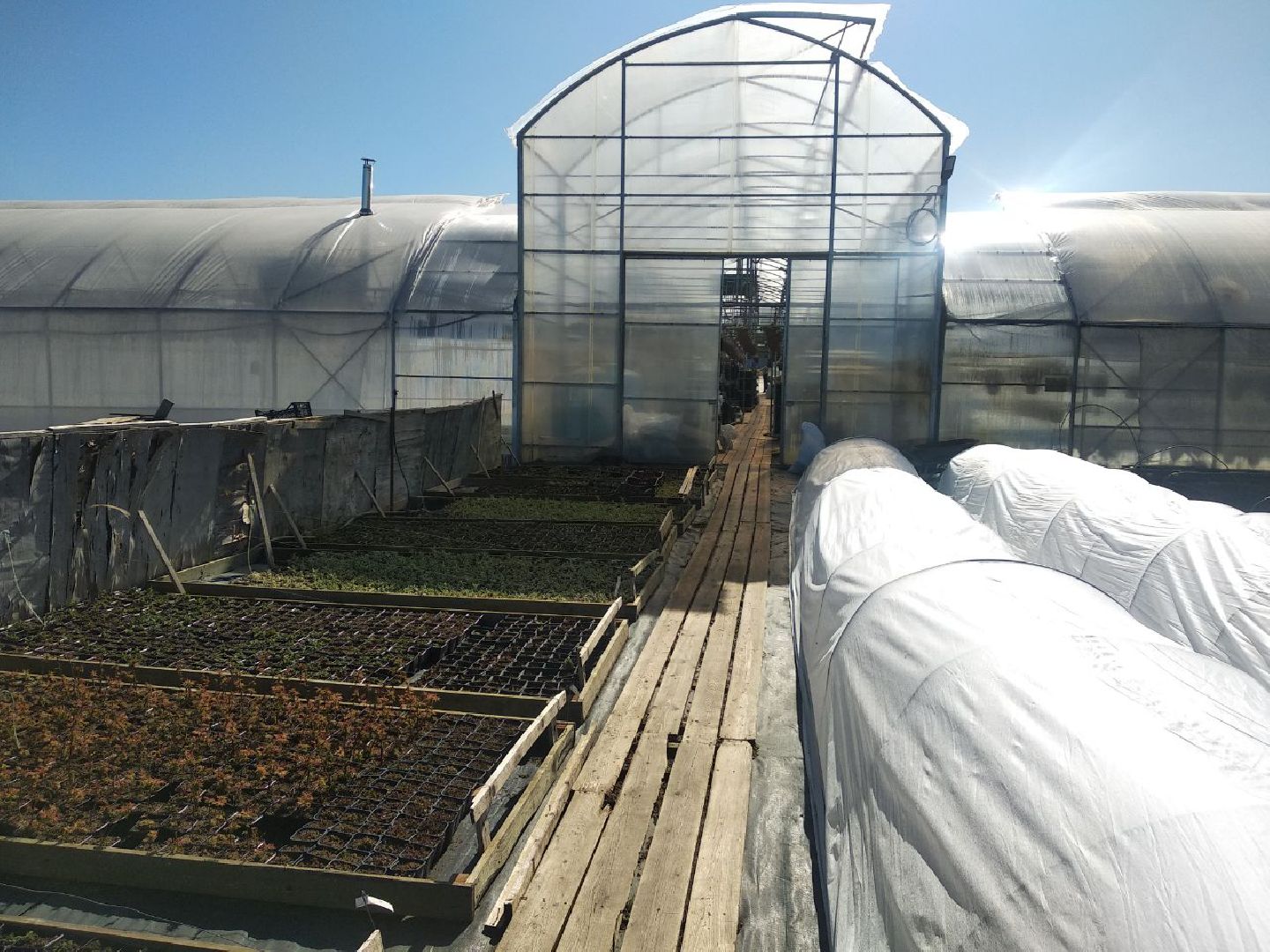 Дмитров, Питомник Фирсовых, Минсельхоз МО