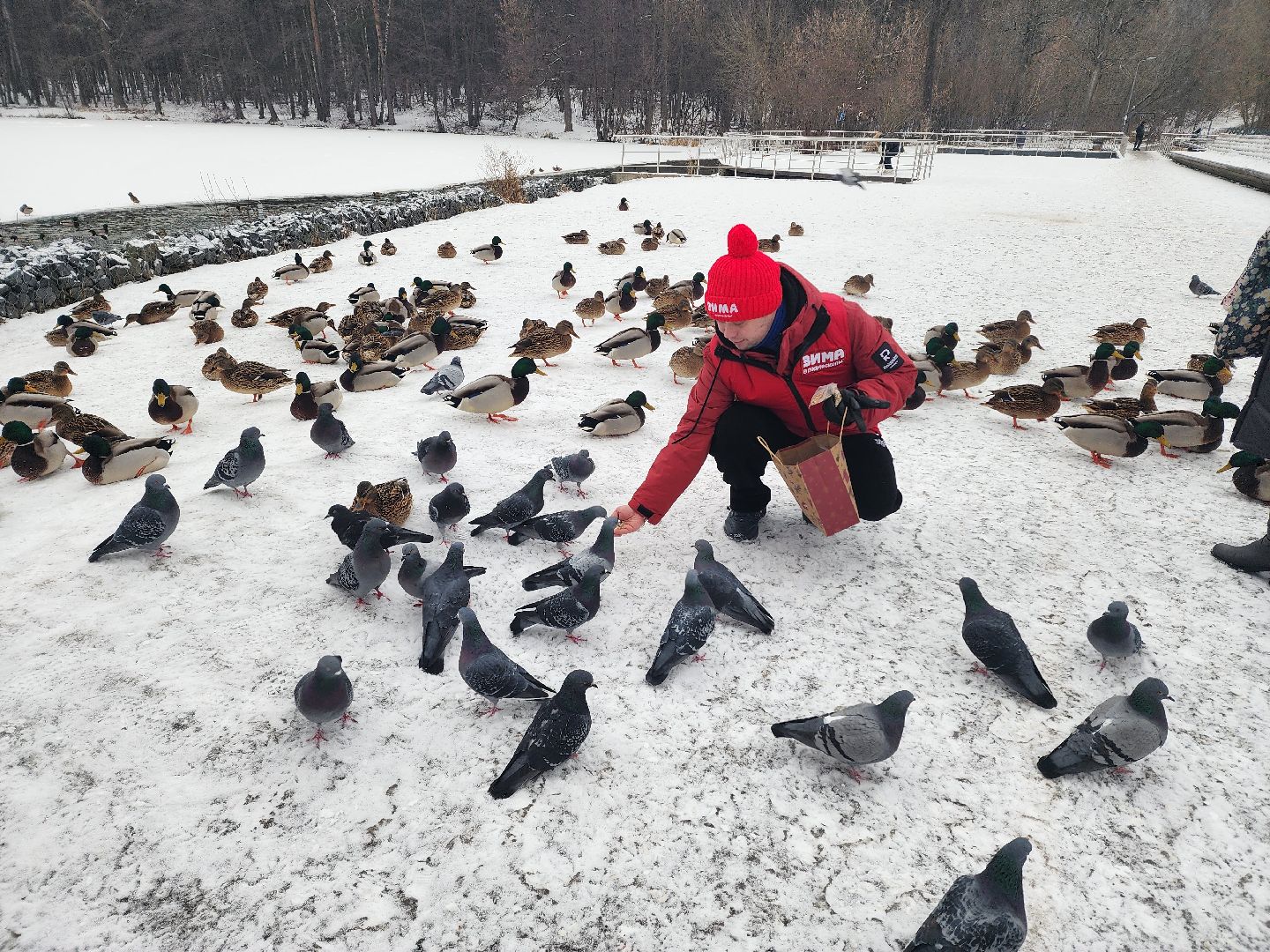 птицы, утки, голуби, зима, зима в парках, зима в подмосковье, покорми птиц, корм для птиц, покорми птиц зимой,
