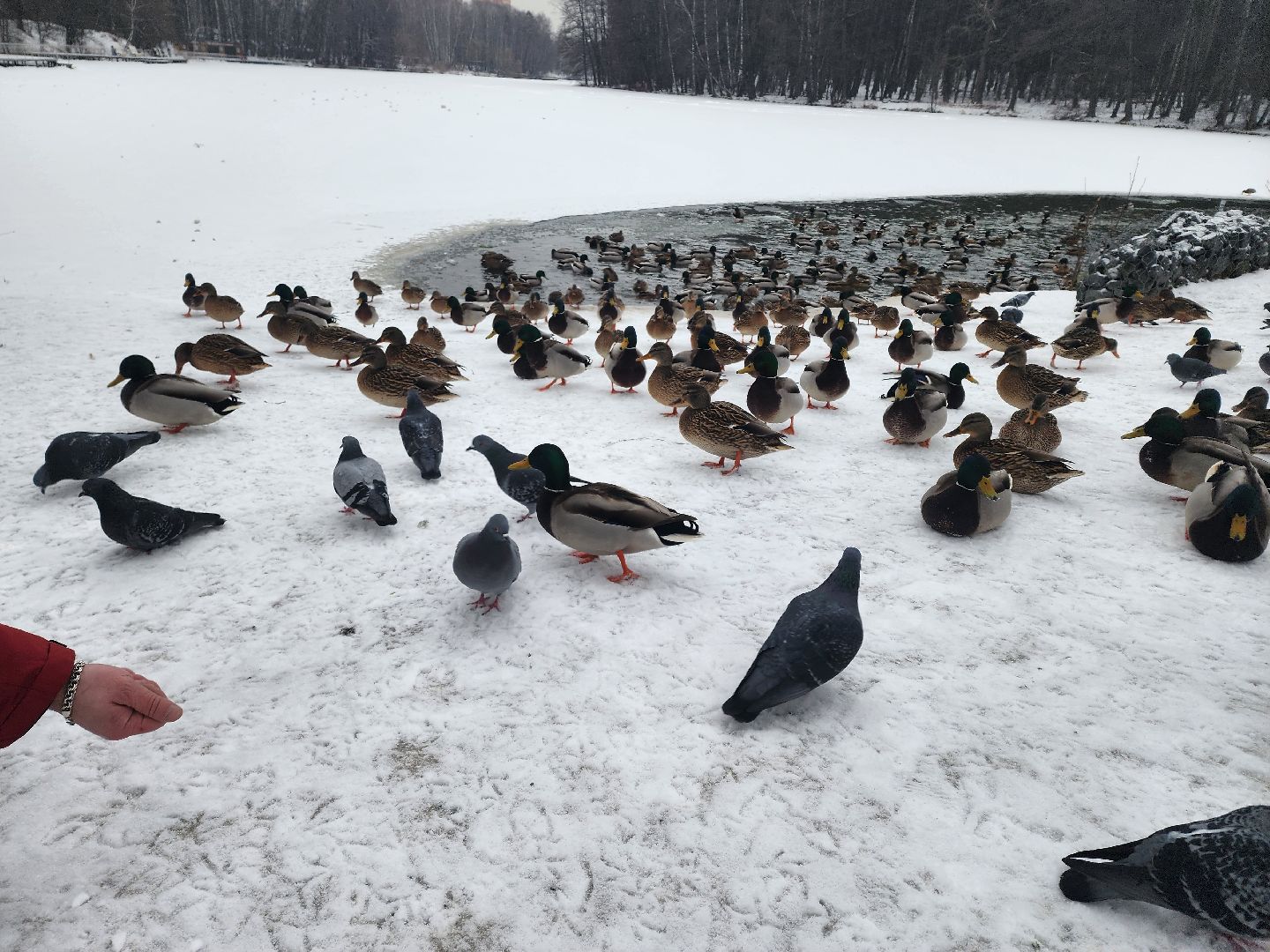 птицы, утки, голуби, зима, зима в парках, зима в подмосковье, покорми птиц, корм для птиц, покорми птиц зимой,