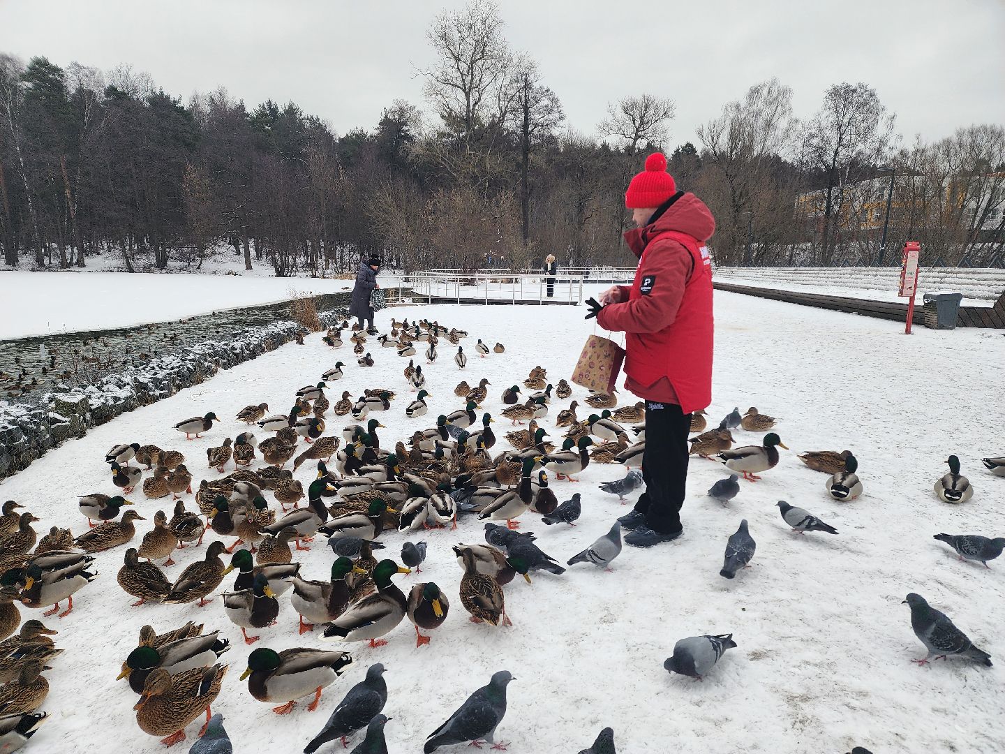 птицы, утки, голуби, зима, зима в парках, зима в подмосковье, покорми птиц, корм для птиц, покорми птиц зимой,