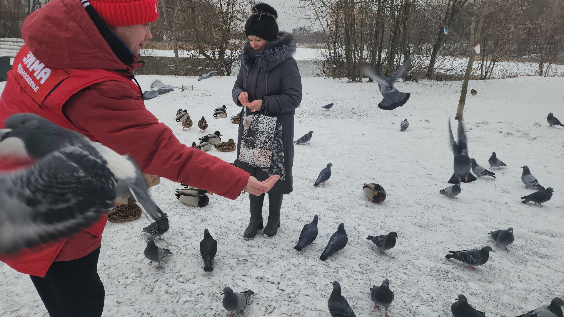 птицы, утки, голуби, зима, зима в парках, зима в подмосковье, покорми птиц, корм для птиц, покорми птиц зимой,