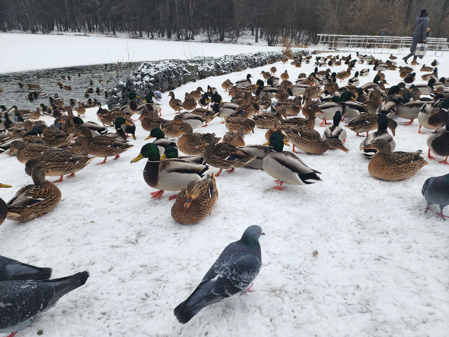 птицы, утки, голуби, зима, зима в парках, зима в подмосковье, покорми птиц, корм для птиц, покорми птиц зимой,