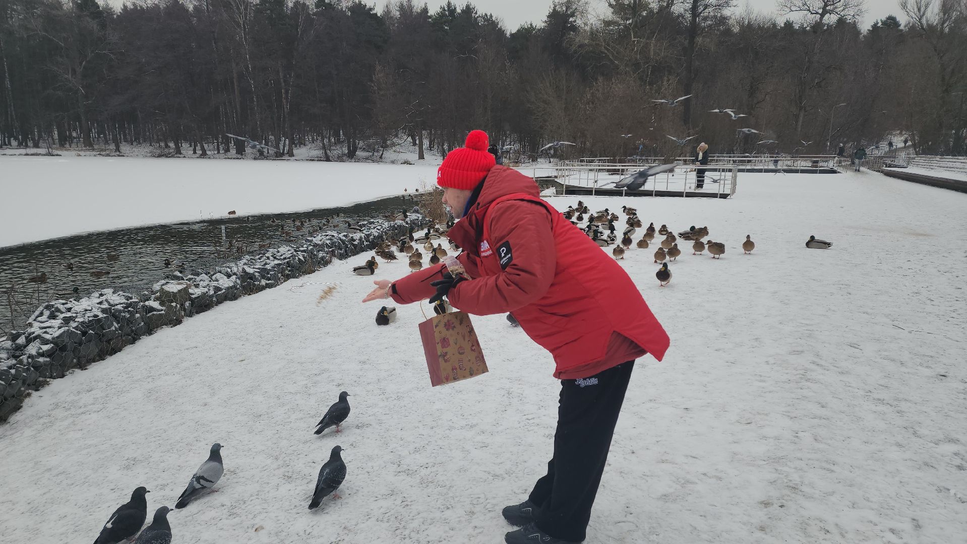 птицы, утки, голуби, зима, зима в парках, зима в подмосковье, покорми птиц, корм для птиц, покорми птиц зимой,