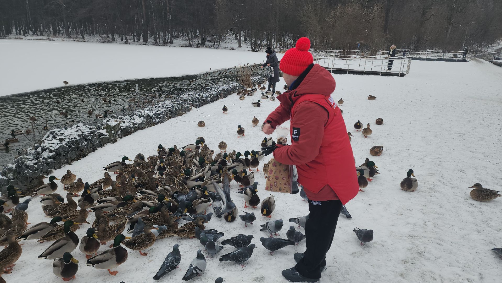 птицы, утки, голуби, зима, зима в парках, зима в подмосковье, покорми птиц, корм для птиц, покорми птиц зимой,