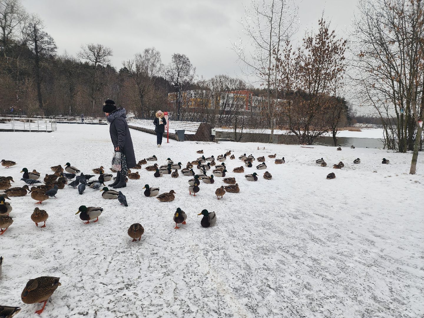 птицы, утки, голуби, зима, зима в парках, зима в подмосковье, покорми птиц, корм для птиц, покорми птиц зимой,