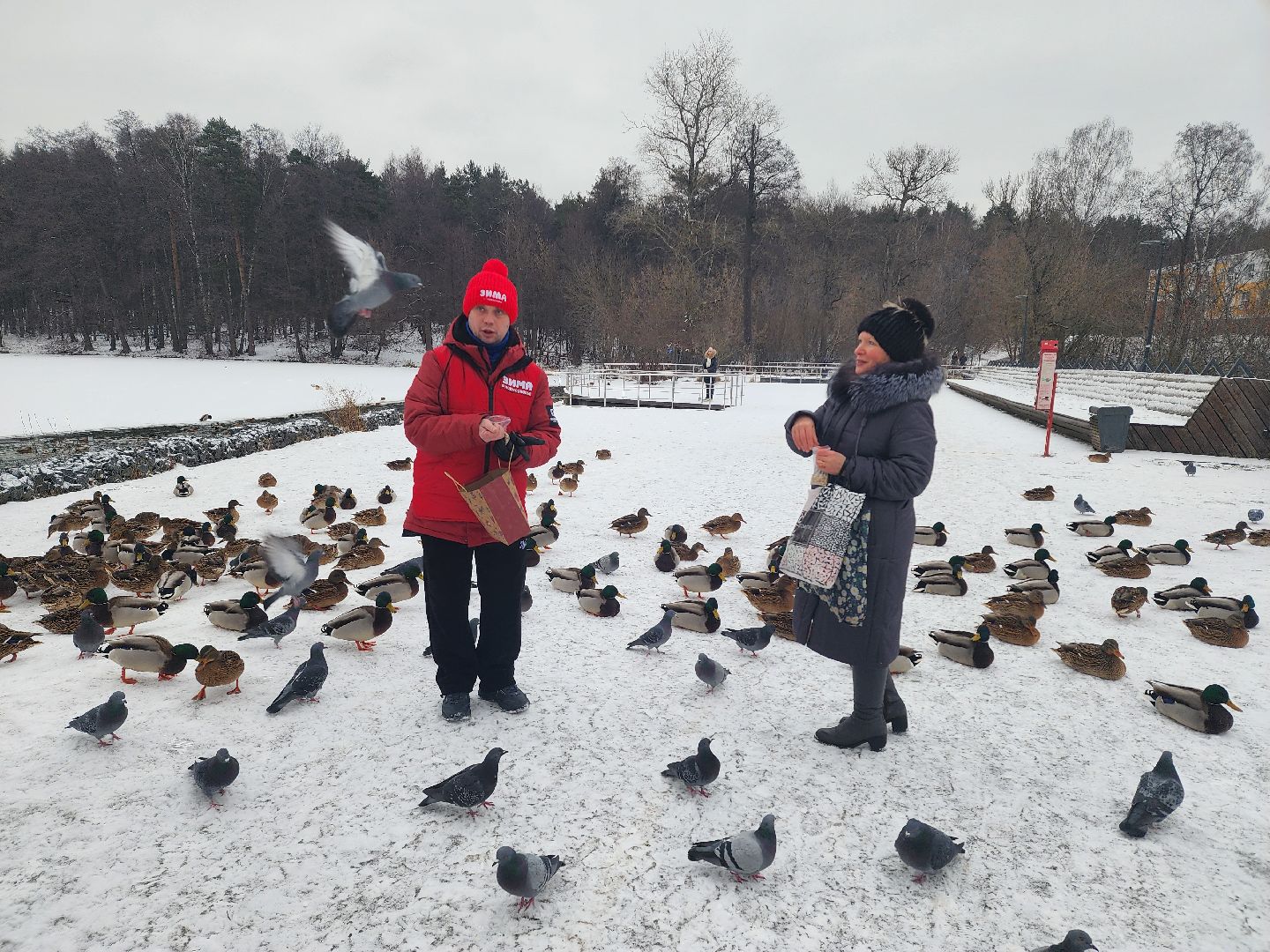 птицы, утки, голуби, зима, зима в парках, зима в подмосковье, покорми птиц, корм для птиц, покорми птиц зимой,