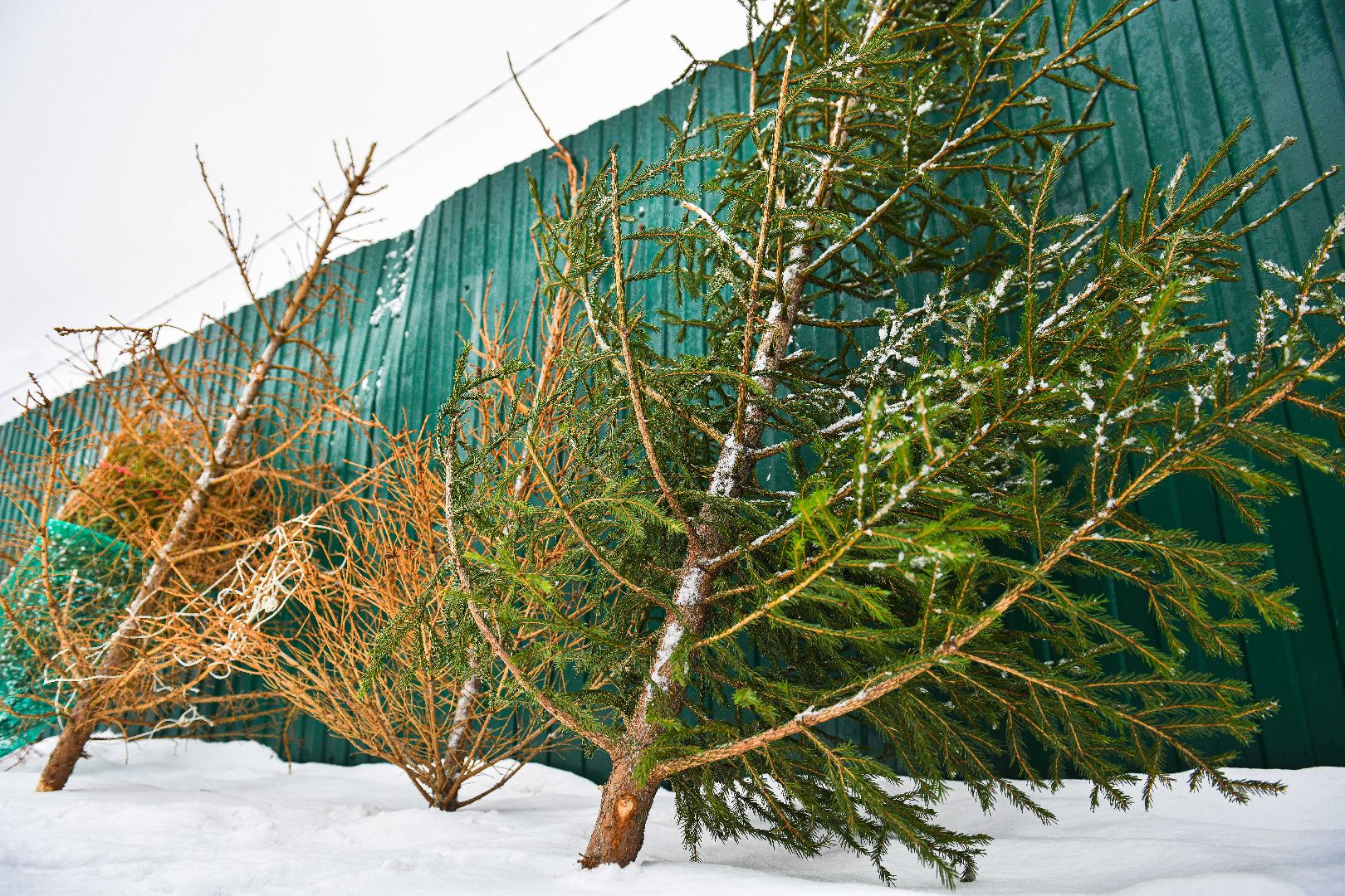 елка, переработка, щепа, эко, акция, вертикалки,