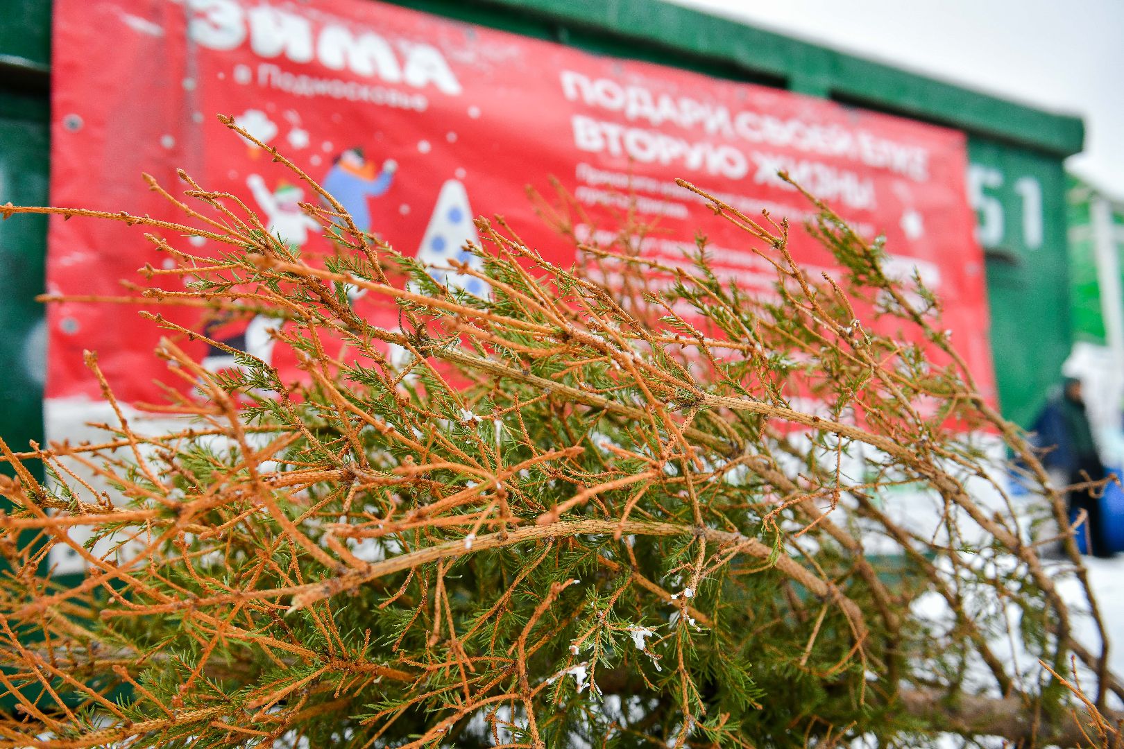 елка, переработка, щепа, эко, акция, вертикалки,