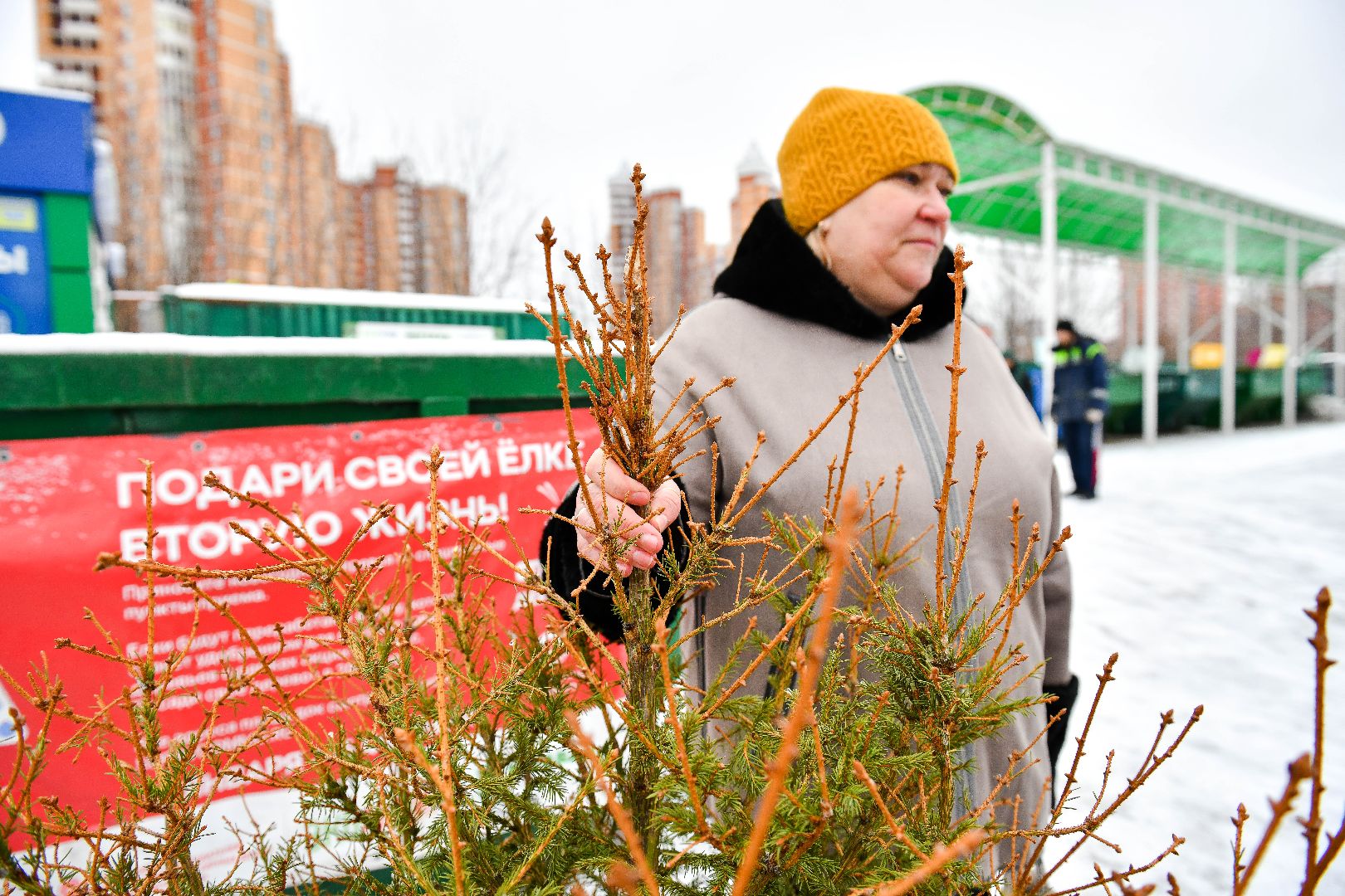 елка, переработка, щепа, эко, акция, вертикалки,