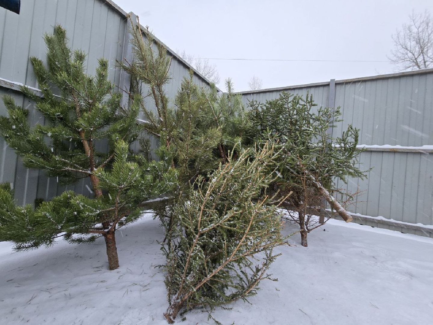 можайск, можайский городской округ, подмосковье, областная акция, Министерство по содержанию территорий и государственному жилищному надзору Московской области, Сдай на переработку и елки, и иголки», елки на переработку, переработка елей, хвойные деревья, новый год, вертикалки,