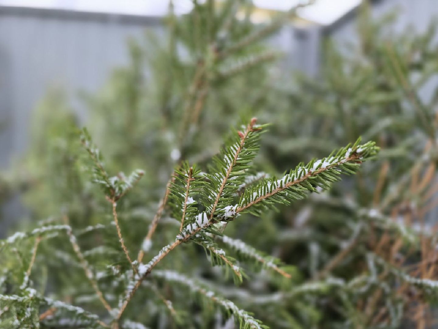 можайск, можайский городской округ, подмосковье, областная акция, Министерство по содержанию территорий и государственному жилищному надзору Московской области, Сдай на переработку и елки, и иголки», елки на переработку, переработка елей, хвойные деревья, новый год, вертикалки,
