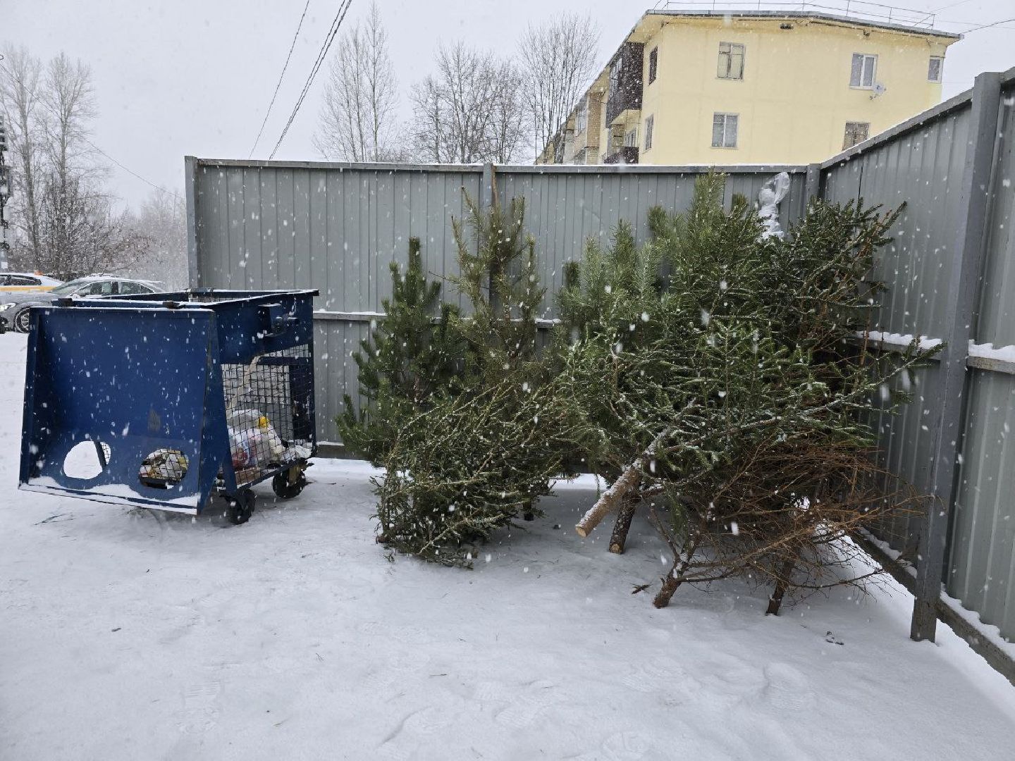 можайск, можайский городской округ, подмосковье, областная акция, Министерство по содержанию территорий и государственному жилищному надзору Московской области, Сдай на переработку и елки, и иголки», елки на переработку, переработка елей, хвойные деревья, новый год, вертикалки,