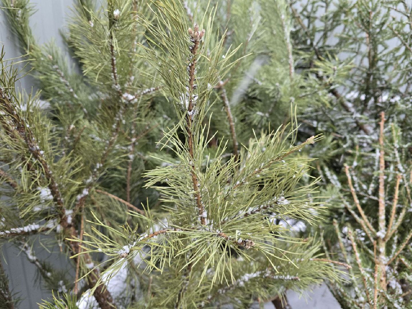 можайск, можайский городской округ, подмосковье, областная акция, Министерство по содержанию территорий и государственному жилищному надзору Московской области, Сдай на переработку и елки, и иголки», елки на переработку, переработка елей, хвойные деревья, новый год, вертикалки,