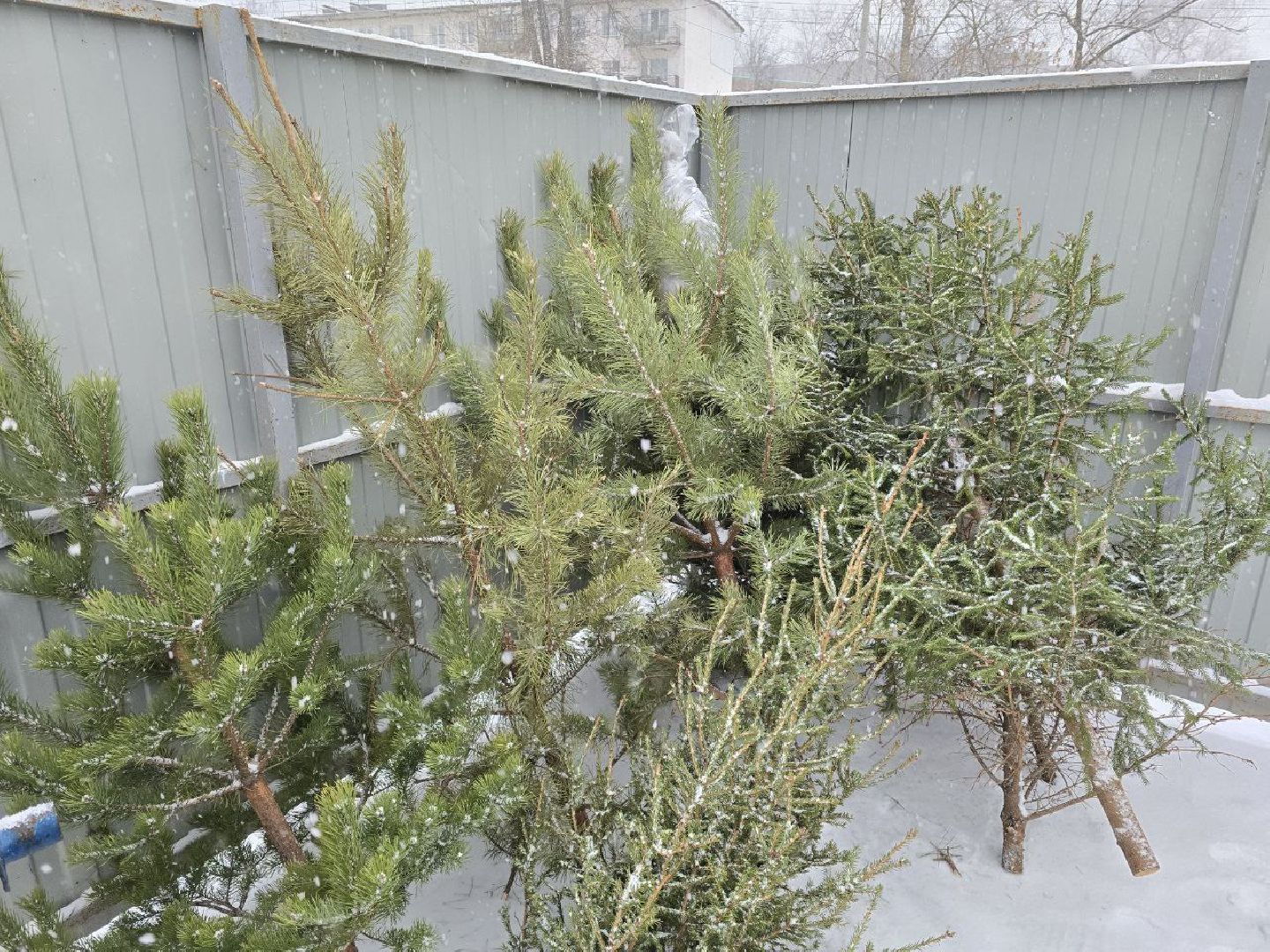 можайск, можайский городской округ, подмосковье, областная акция, Министерство по содержанию территорий и государственному жилищному надзору Московской области, Сдай на переработку и елки, и иголки», елки на переработку, переработка елей, хвойные деревья, новый год, вертикалки,