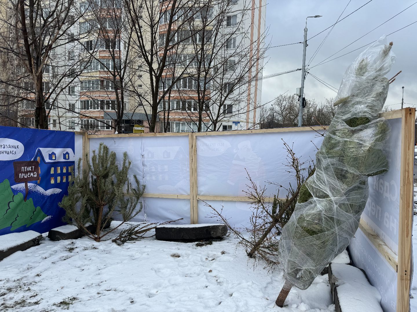 Акция, Новогодние ели, ленинский городской округ,