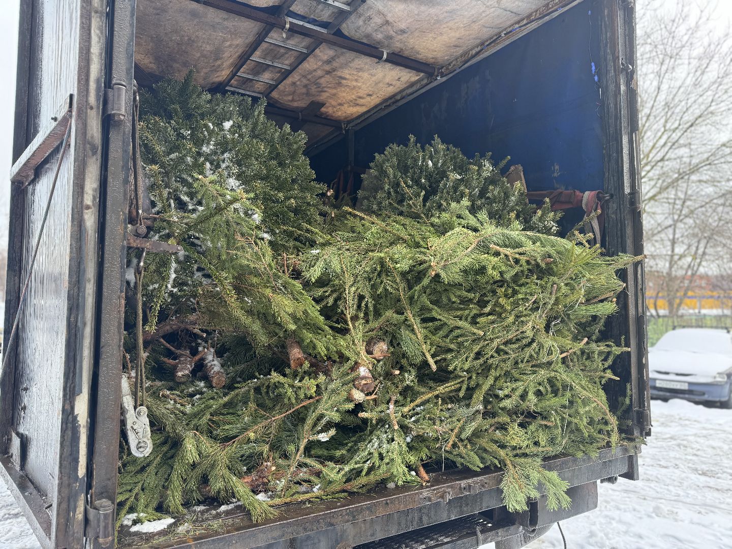 Акция, Новогодние ели, ленинский городской округ,