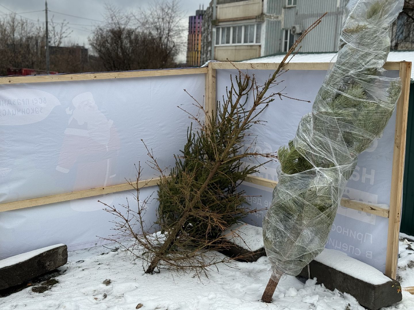 Акция, Новогодние ели, ленинский городской округ,