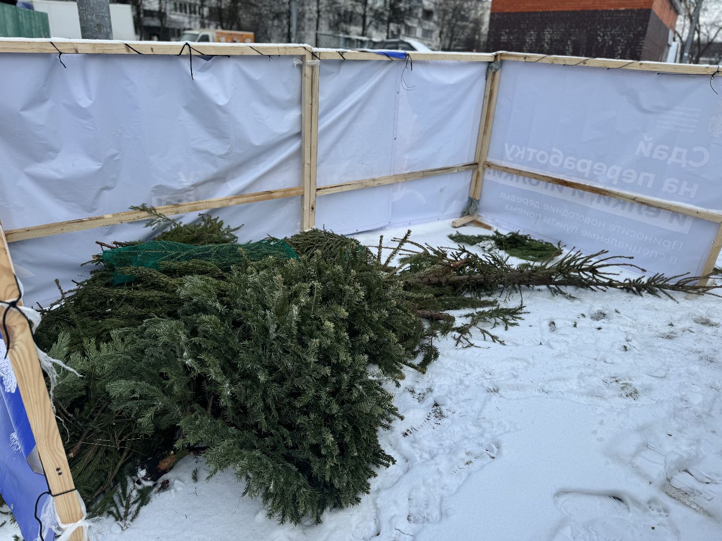 Акция, Новогодние ели, ленинский городской округ,