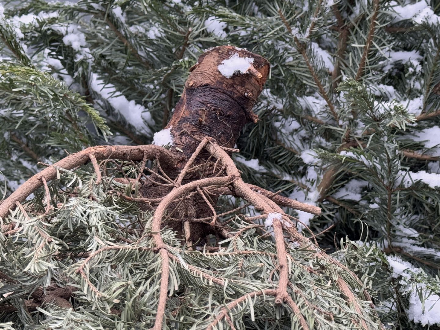сдай елку на переработку, Экология, Вторая жизнь елке, Одинцовский округ, Благоустройство,вертикалки,