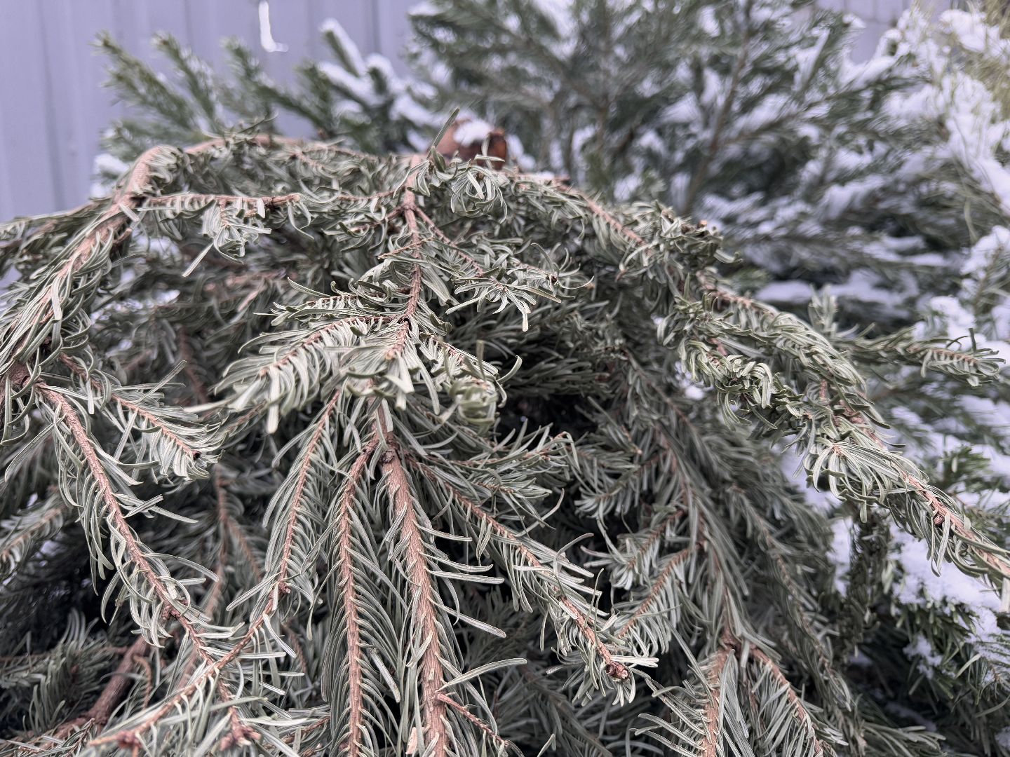 сдай елку на переработку, Экология, Вторая жизнь елке, Одинцовский округ, Благоустройство,вертикалки,