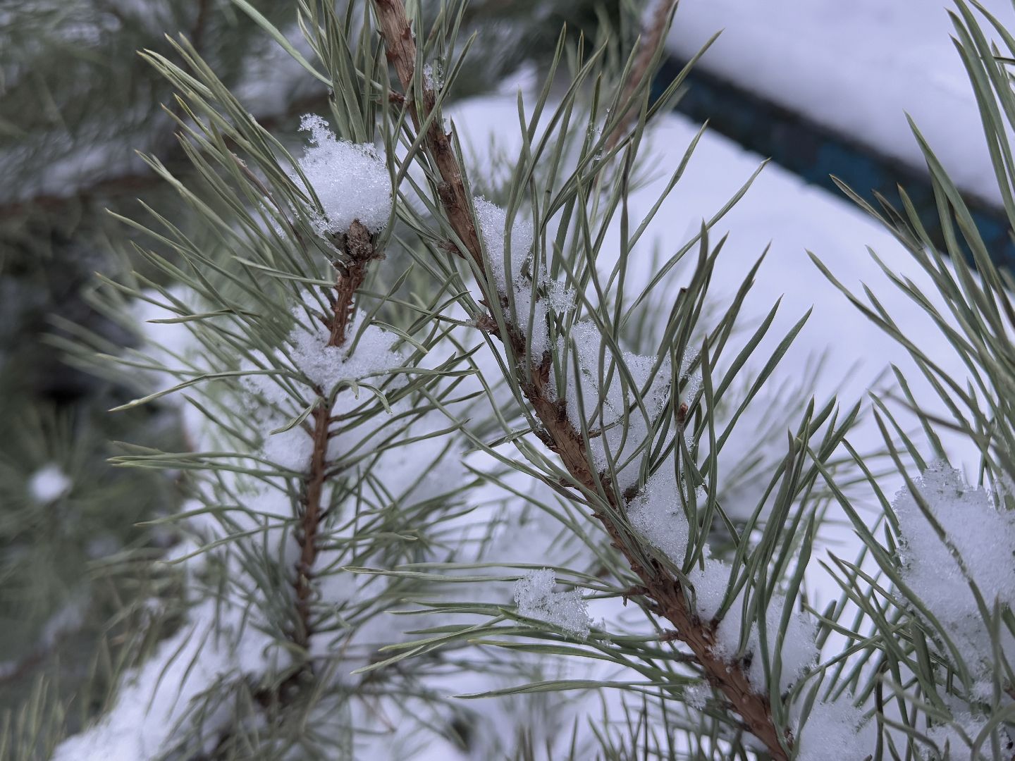 сдай елку на переработку, Экология, Вторая жизнь елке, Одинцовский округ, Благоустройство,вертикалки,