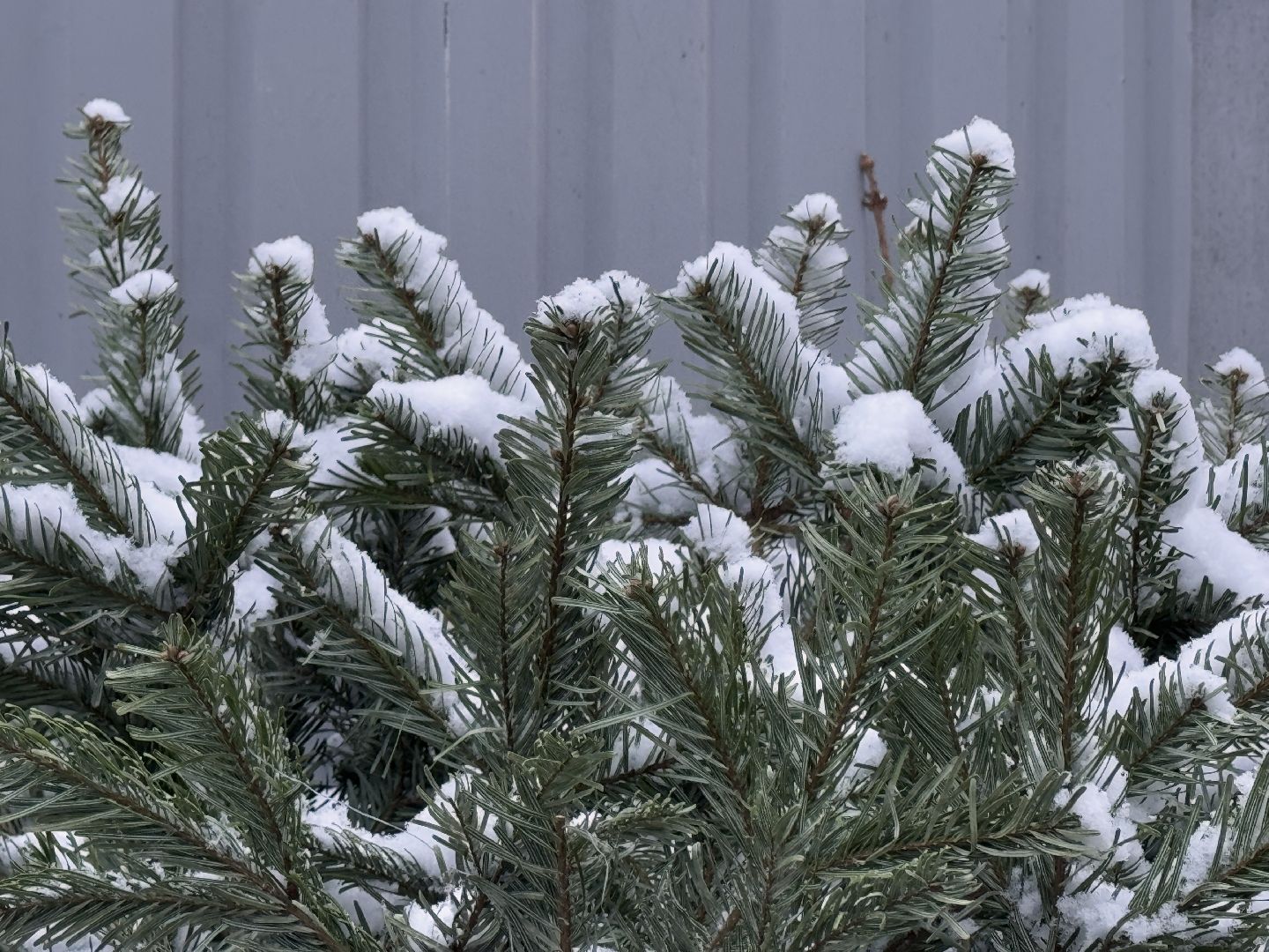сдай елку на переработку, Экология, Вторая жизнь елке, Одинцовский округ, Благоустройство,вертикалки,