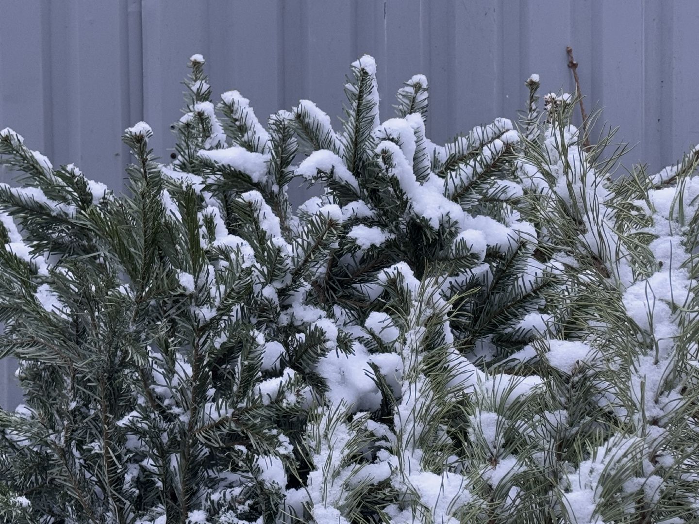 сдай елку на переработку, Экология, Вторая жизнь елке, Одинцовский округ, Благоустройство,вертикалки,