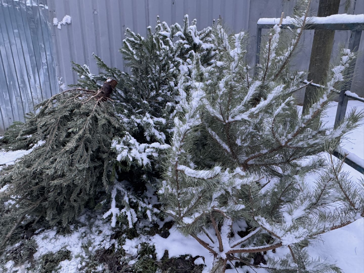 сдай елку на переработку, Экология, Вторая жизнь елке, Одинцовский округ, Благоустройство,вертикалки,