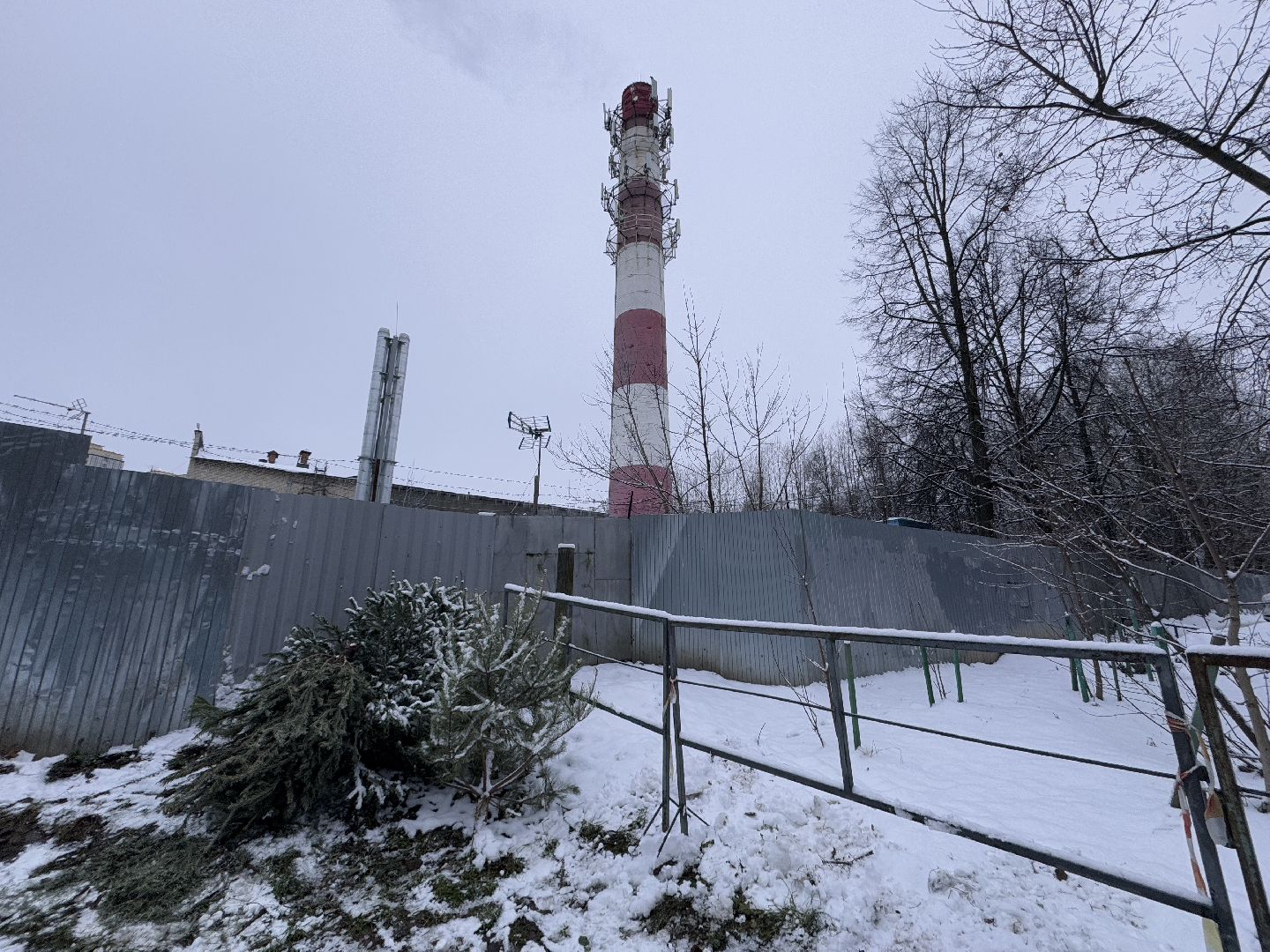 сдай елку на переработку, Экология, Вторая жизнь елке, Одинцовский округ, Благоустройство,вертикалки,