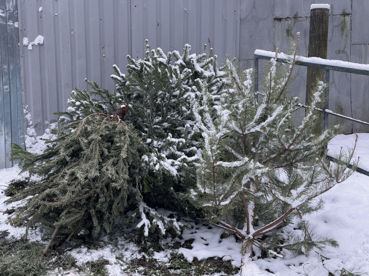 сдай елку на переработку, Экология, Вторая жизнь елке, Одинцовский округ, Благоустройство,вертикалки,