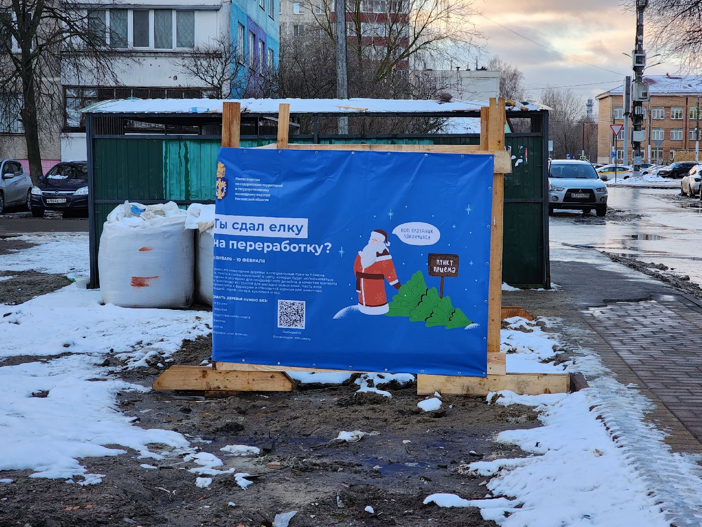 раменское, экология, акция по сбору старых живых новогодних елей,