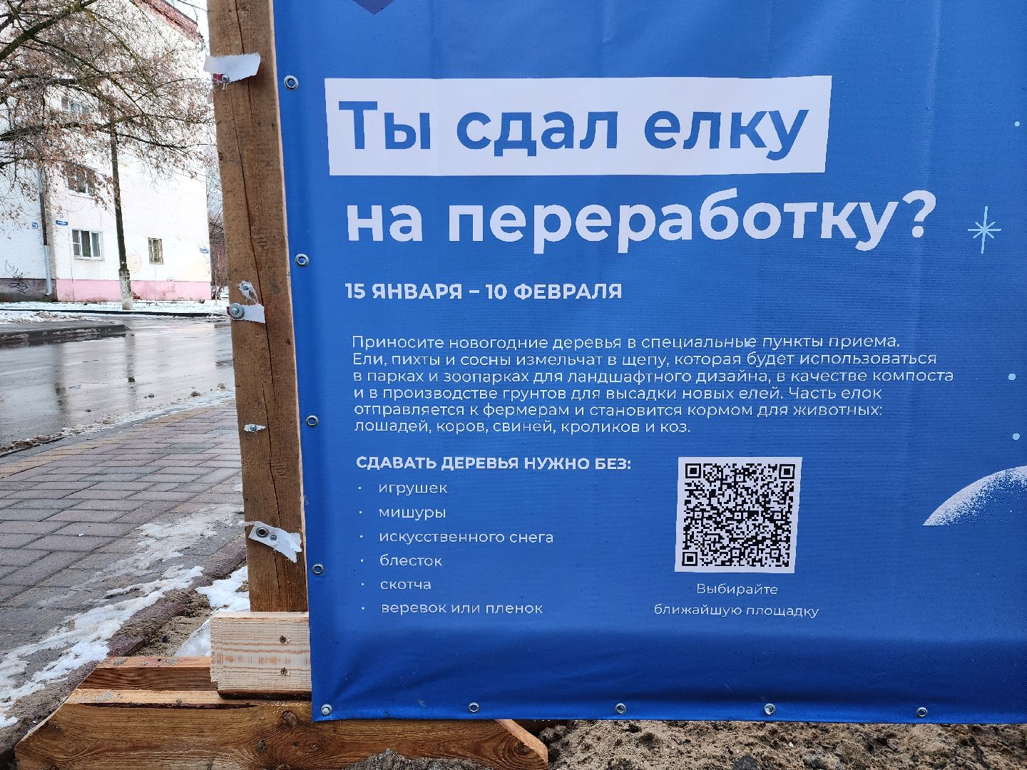 раменское, экология, акция по сбору старых живых новогодних елей,