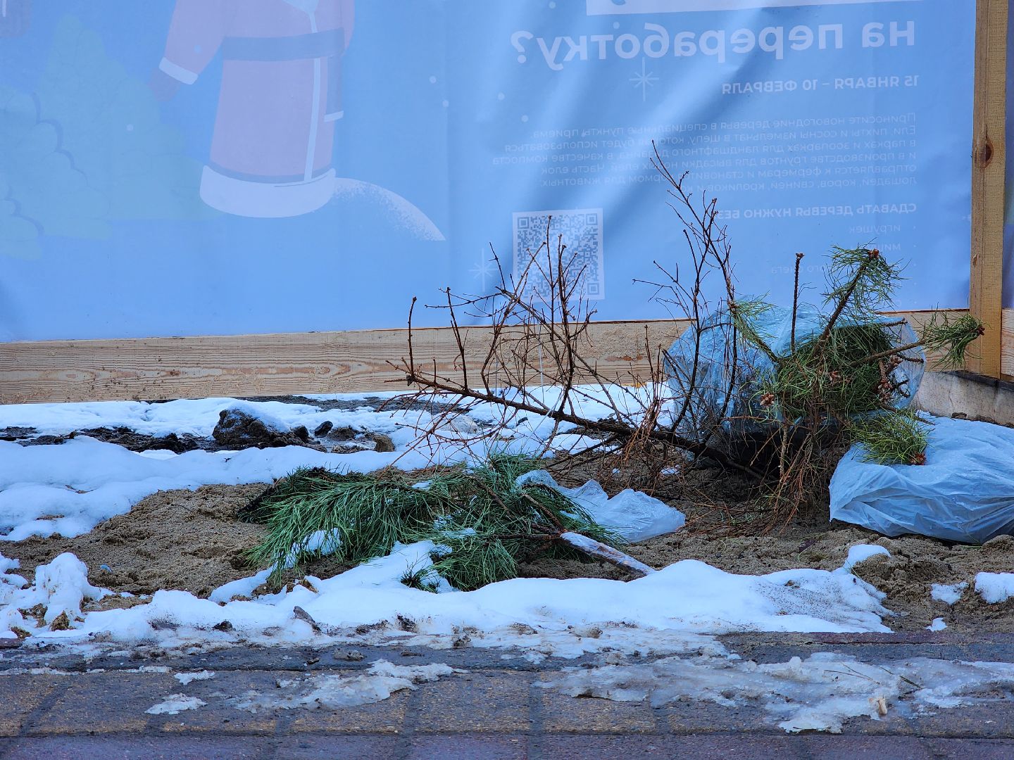 раменское, экология, акция по сбору старых живых новогодних елей,