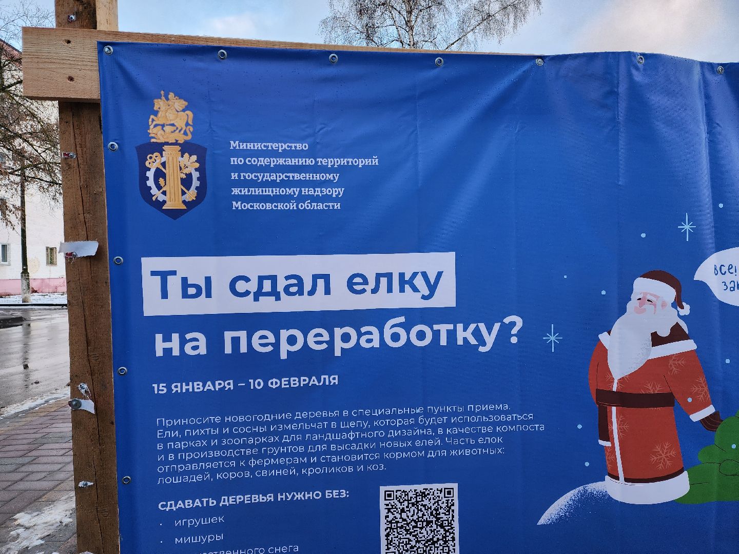 раменское, экология, акция по сбору старых живых новогодних елей,