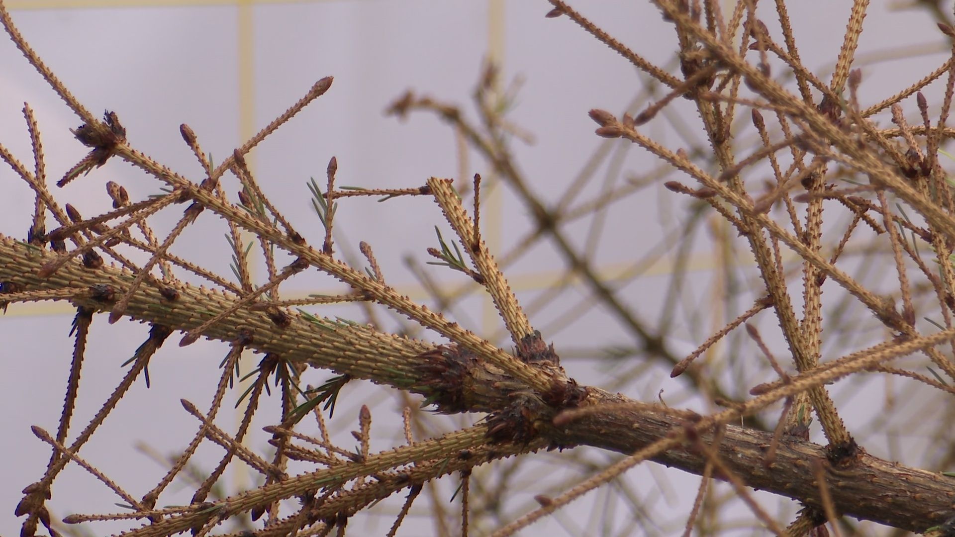 реутов, вертикалки, сбор елок, утиль, переработка, вторая жизнь елке,