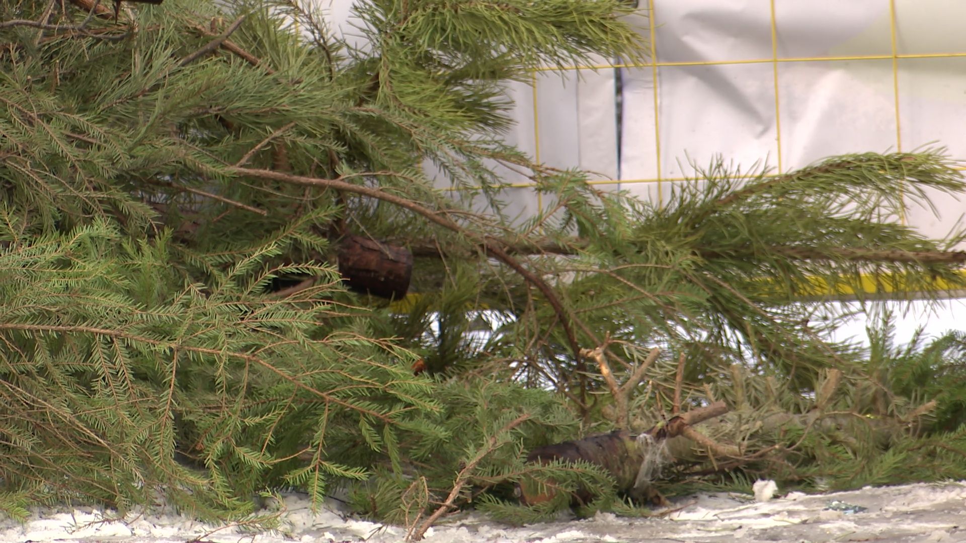 реутов, вертикалки, сбор елок, утиль, переработка, вторая жизнь елке,