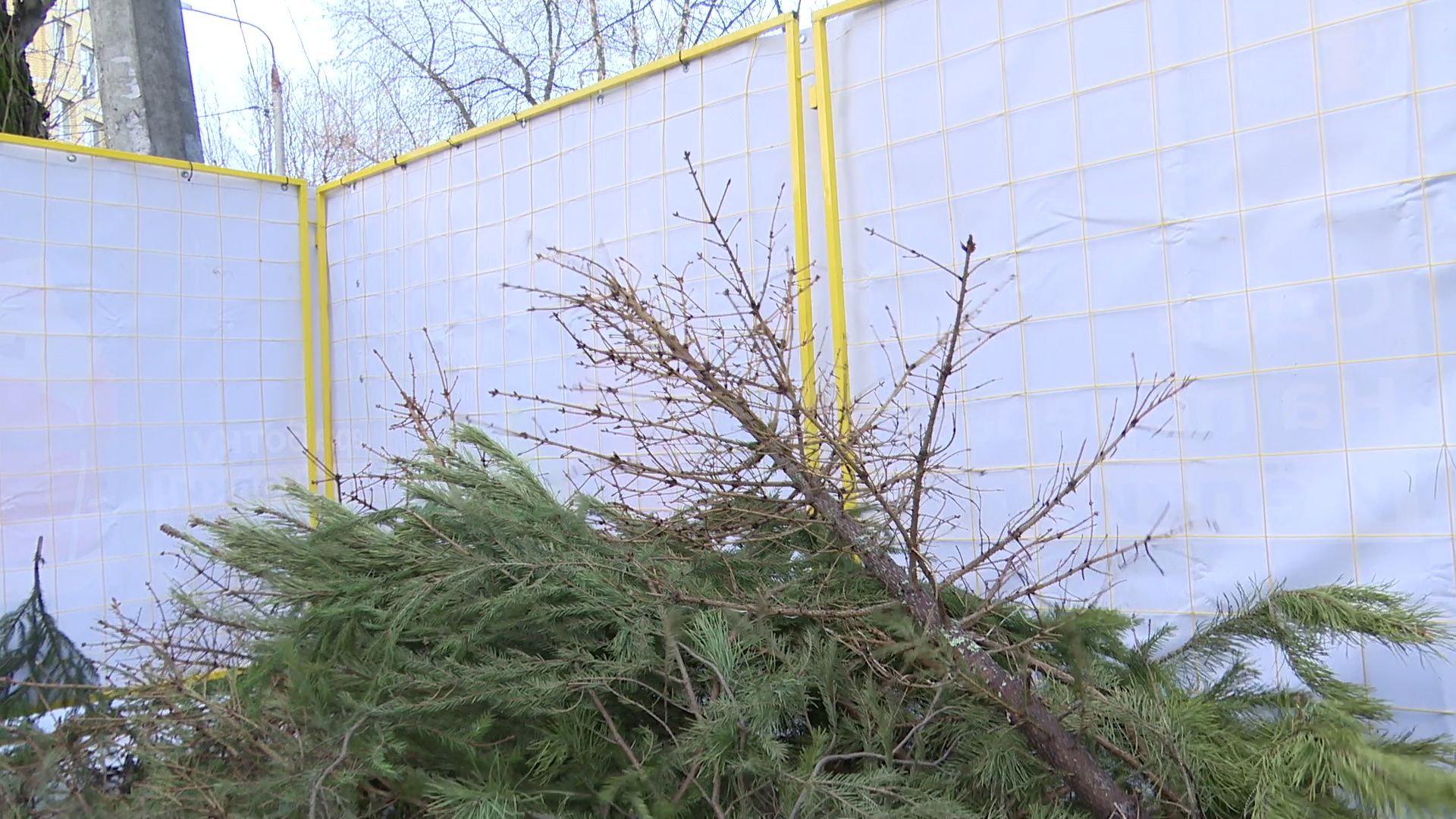 реутов, вертикалки, сбор елок, утиль, переработка, вторая жизнь елке,