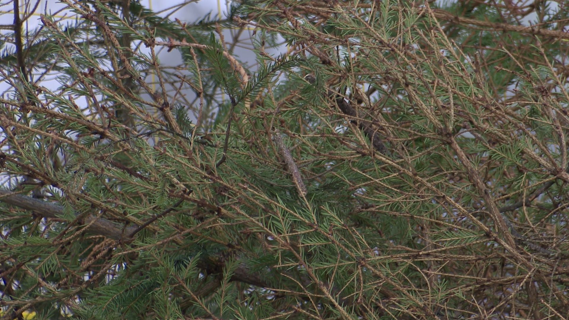 реутов, вертикалки, сбор елок, утиль, переработка, вторая жизнь елке,